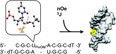 Graphical abstract: The biolabile 2′-O-pivaloyloxymethyl modification in an RNA helix: an NMR solution structure