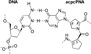 Graphical abstract: Specific recognition of cytosine by hypoxanthine in pyrrolidinyl peptide nucleic acid