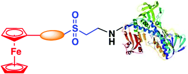 Graphical abstract: Vinyl sulfone-based ferrocenylation reagents: applications in conjugation and bioconjugation