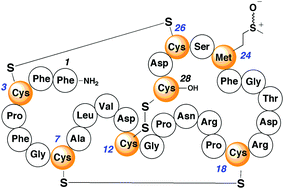 Graphical abstract: Synthesis and biological studies of neopetrosiamides as inhibitors of cancer cell invasion