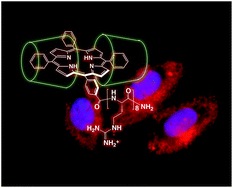 Graphical abstract: Cellular uptake of octaarginine-conjugated tetraarylporphyrin included by per-O-methylated β-cyclodextrin