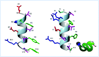 Graphical abstract: Helical peptides from VEGF and Vammin hotspots for modulating the VEGF–VEGFR interaction