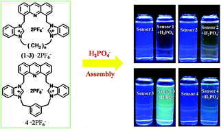 Graphical abstract: Acridine-based macrocyclic fluorescent sensors: self-assembly behavior characterized by crystal structures and a tunable bathochromic-shift in emission induced by H2PO4−via adjusting the ring size and rigidity