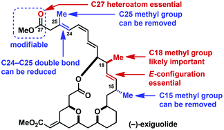 Graphical abstract: Total synthesis and biological evaluation of (−)-exiguolide analogues: importance of the macrocyclic backbone