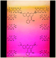 Graphical abstract: Rhodamine F: a novel class of fluorous ponytailed dyes for bioconjugation