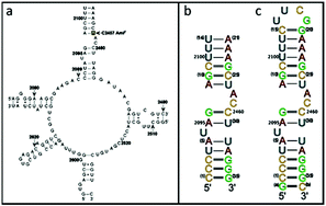 Graphical abstract: NMR characterisation of a highly conserved secondary structural RNA motif of Halobacterium halobium 23S rRNA