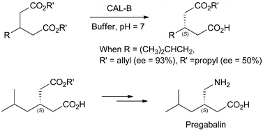 Graphical abstract: CAL-B catalyzed desymmetrization of 3-alkylglutarate: “olefin effect” and asymmetric synthesis of pregabalin