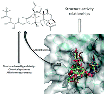 Graphical abstract: A structure-based design of new C2- and C13-substituted taxanes: tubulin binding affinities and extended quantitative structure–activity relationships using comparative binding energy (COMBINE) analysis