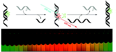 Graphical abstract: In-stem labelling allows visualization of DNA strand displacements by distinct fluorescent colour change