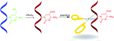 Graphical abstract: A convenient method for selective detection of 5-hydroxymethylcytosine and 5-formylcytosine sites in DNA sequences