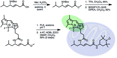 Graphical abstract: Synthesis of analogs of the radiation mitigator JP4-039 and visualization of BODIPY derivatives in mitochondria