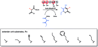 Graphical abstract: Promiscuity of a modular polyketide synthase towards natural and non-natural extender units