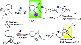 Graphical abstract: Preferences of rhodamine coupled (aminoalkyl)-piperazine probes towards Hg(ii) ion and their FRET mediated signaling