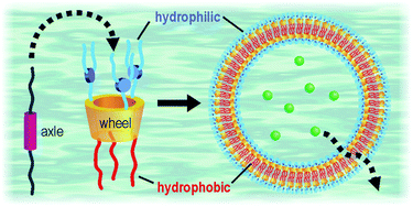 Graphical abstract: Hierarchical self-assembly of amphiphilic calix[6]arene wheels and viologen axles in water