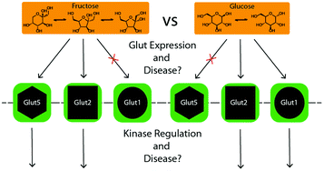 Graphical abstract: Passive fructose transporters in disease: a molecular overview of their structural specificity