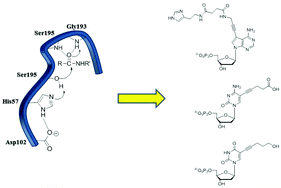 Graphical abstract: Deoxynucleoside triphosphates bearing histamine, carboxylic acid, and hydroxyl residues – synthesis and biochemical characterization