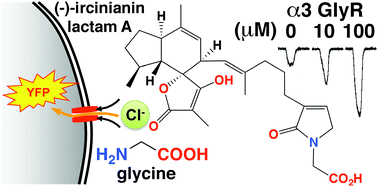 Graphical abstract: Sesterterpene glycinyl-lactams: a new class of glycine receptor modulator from Australian marine sponges of the genus Psammocinia