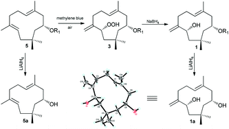 Graphical abstract: Humulane-type sesquiterpenoids from Pilea cavaleriei subsp. crenata