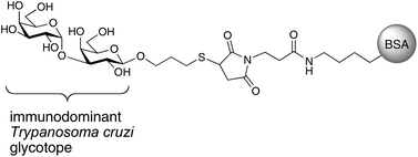 Graphical abstract: Potential use of synthetic α-galactosyl-containing glycotopes of the parasite Trypanosoma cruzi as diagnostic antigens for Chagas disease