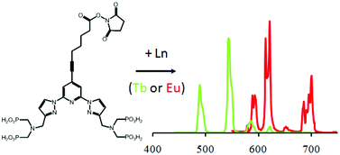 Graphical abstract: Activated phosphonated trifunctional chelates for highly sensitive lanthanide-based FRET immunoassays applied to total prostate specific antigen detection