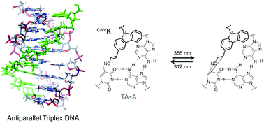 Graphical abstract: Quick and reversible photocrosslinking reaction of 3-cyanovinylcarbazole nucleoside in a DNA triplex