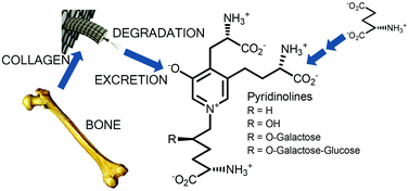 Graphical abstract: Chemical structure, biosynthesis and synthesis of free and glycosylated pyridinolines formed by cross-link of bone and synovium collagen
