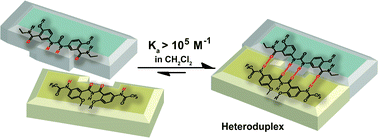 Graphical abstract: Quadruply hydrogen-bonded heteroduplexes based on imide and urea units arrayed with ADDA/DAAD sequences