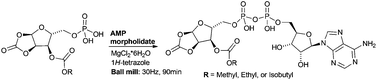 Graphical abstract: Synthesis of alkylcarbonate analogs of O-acetyl-ADP-ribose