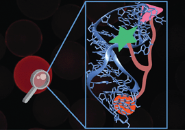 Graphical abstract: Targeting folded RNA: a branched peptideboronic acid that binds to a large surface area of HIV-1 RRE RNA