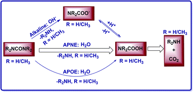 Graphical abstract: Reaction pathways and free energy profiles for spontaneous hydrolysis of urea and tetramethylurea: unexpected substituent effects