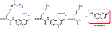 Graphical abstract: A fluorogenic assay for screening Sirt6 modulators