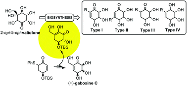 Graphical abstract: How a diversity-oriented approach has inspired a new hypothesis for the gabosine biosynthetic pathway. A new synthesis of (+)-gabosine C