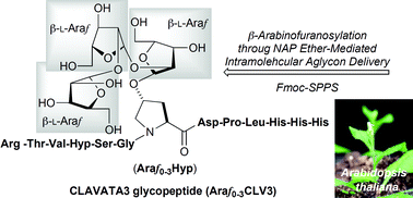 Graphical abstract: Stereoselective synthesis of Arabidopsis CLAVATA3 (CLV3) glycopeptide, unique protein post-translational modifications of secreted peptide hormone in plant