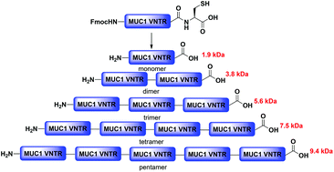 Graphical abstract: Synthesis of homogeneous MUC1 oligomers via a bi-directional ligation strategy