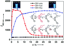 Graphical abstract: Lighting up cysteine and homocysteine in sequence based on the kinetic difference of the cyclization/addition reaction