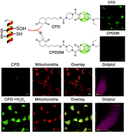 Graphical abstract: In situ visualization and detection of protein sulfenylation responses in living cells through a dimedone-based fluorescent probe