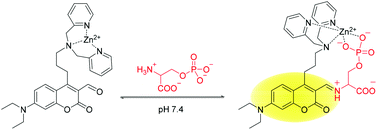 Graphical abstract: A selective fluorescent chemosensor for phosphoserine