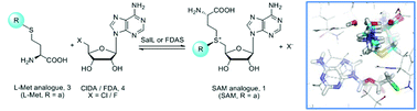 Graphical abstract: Chemoenzymatic synthesis and in situ application of S-adenosyl-l-methionine analogs