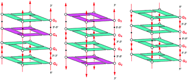 Graphical abstract: More than one non-canonical phosphodiester bond in the G-tract: formation of unusual parallel G-quadruplex structures