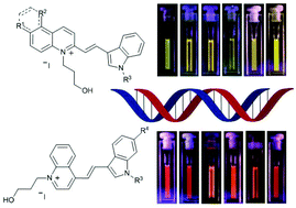 Graphical abstract: Synthesis and evaluation of cyanine–styryl dyes with enhanced photostability for fluorescent DNA staining
