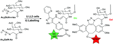 Graphical abstract: Dual-sugar imaging using isonitrile and azido-based click chemistries