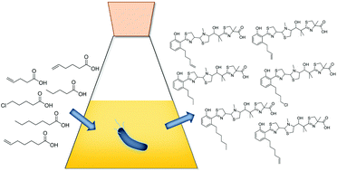 Graphical abstract: Precursor-directed biosynthesis of micacocidin derivatives with activity against Mycoplasma pneumoniae