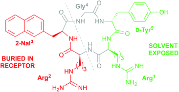 Graphical abstract: Structure–activity relationship studies of the aromatic positions in cyclopentapeptide CXCR4 antagonists