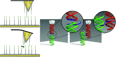 Graphical abstract: Non-covalent duplex to duplex crosslinking of DNA in solution revealed by single molecule force spectroscopy