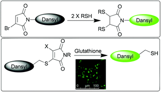 Graphical abstract: Bromo- and thiomaleimides as a new class of thiol-mediated fluorescence ‘turn-on’ reagents