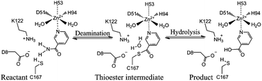 Graphical abstract: A QM/MM study of the catalytic mechanism of nicotinamidase