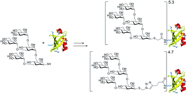 Graphical abstract: Synthesis of high-mannose 1-thio glycans and their conjugation to protein