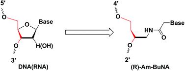 Graphical abstract: Design, synthesis and properties of artificial nucleic acids from (R)-4-amino-butane-1,3-diol