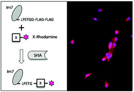 Graphical abstract: Comparison of alternative nucleophiles for Sortase A-mediated bioconjugation and application in neuronal cell labelling