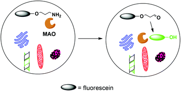 Graphical abstract: Fluorescent probes for detecting monoamine oxidase activity and cell imaging